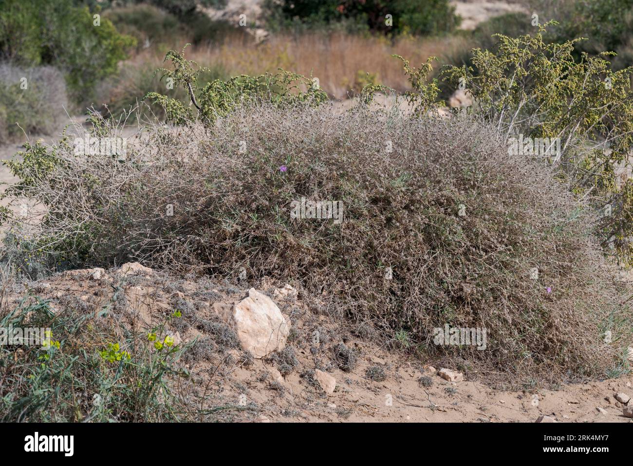 Rough star-thistle, Centaurea aspera. Photo taken in Carabassi Beach, province of Alicante, Spain Stock Photo