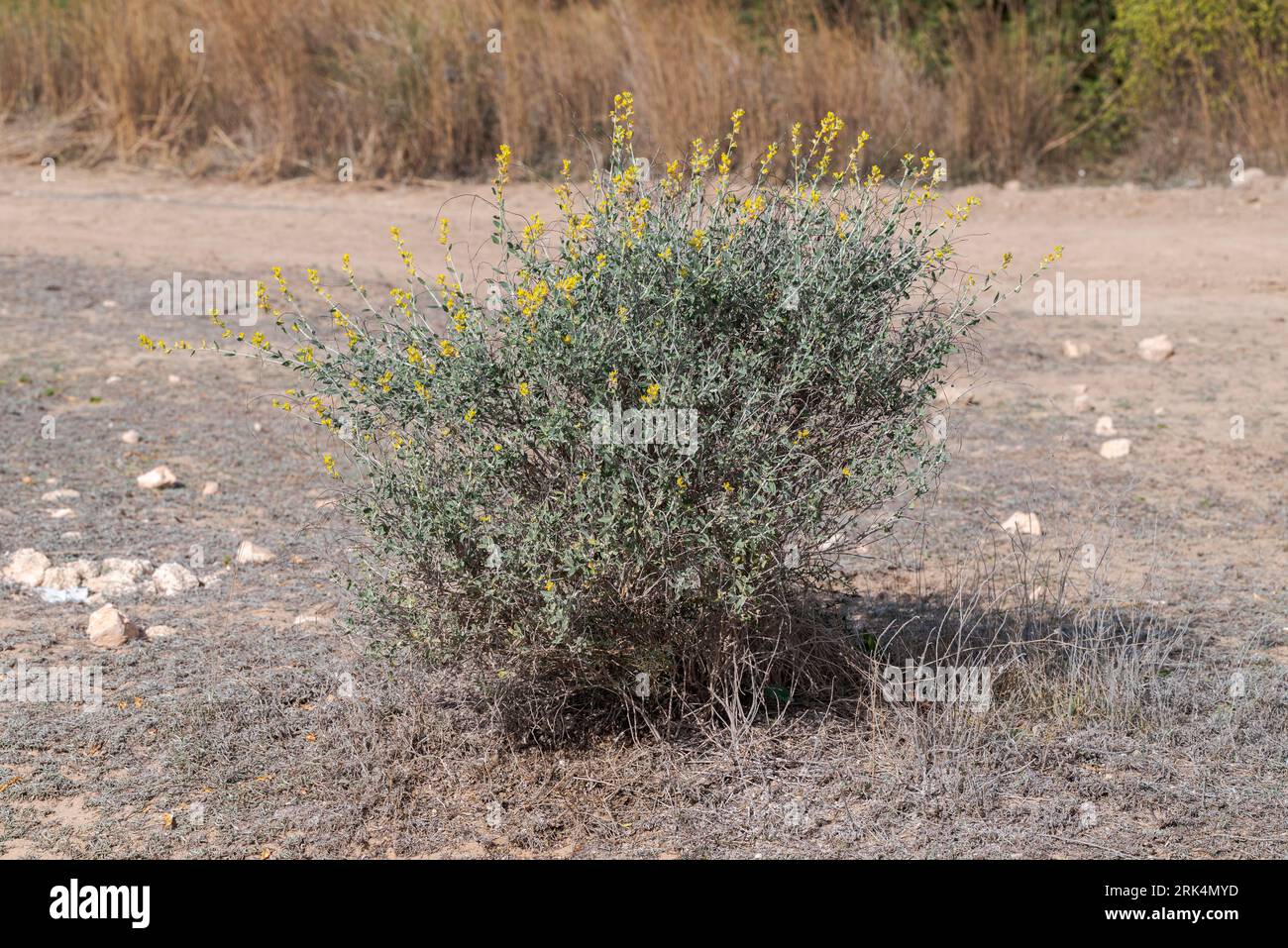 Anthyllis cytisoides. Photo taken in Carabassi Beach, province of Alicante, Spain Stock Photo