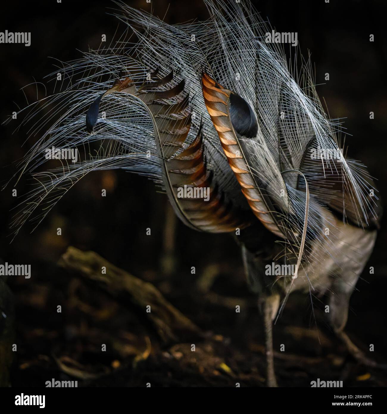 Lyre Bird Hi-res Stock Photography And Images Page Alamy, 58% OFF