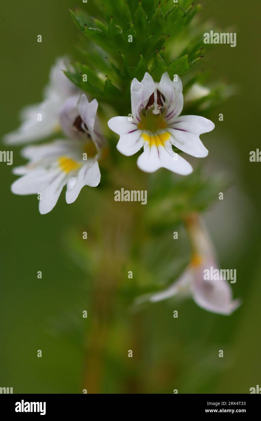 Macro image of a Common Eyebright flower, County Durham, England, UK. Stock Photo