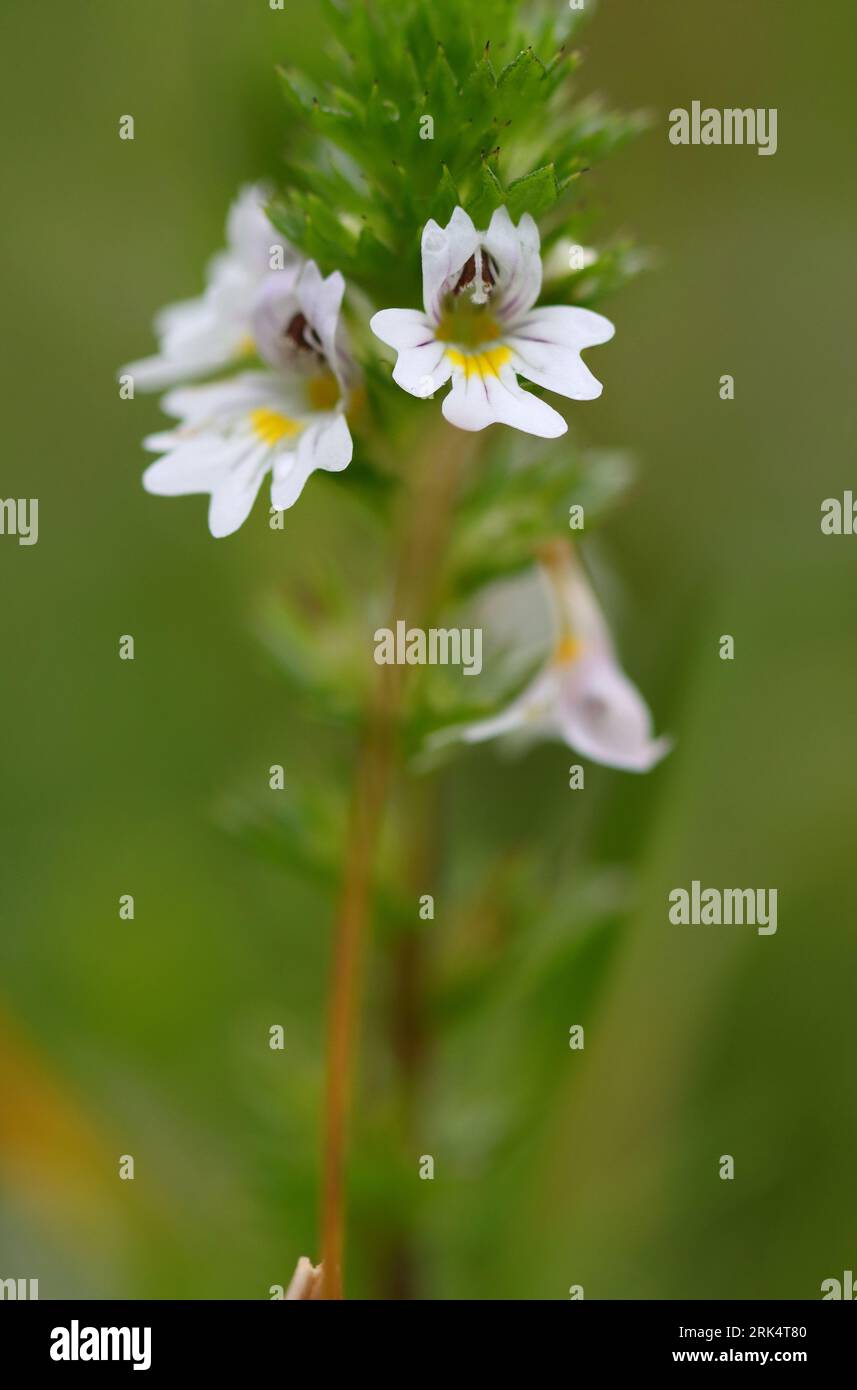 Macro image of a Common Eyebright flower, County Durham, England, UK. Stock Photo