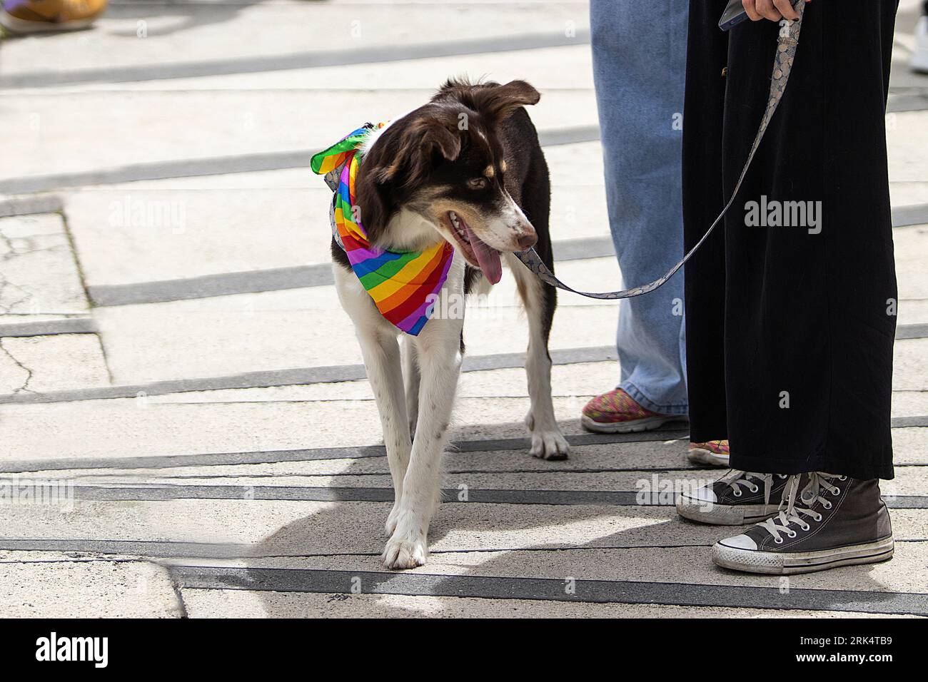 A brown and white canine stands on the sidewalk with an LGBTQ rainbow bandana on its neck Stock Photo