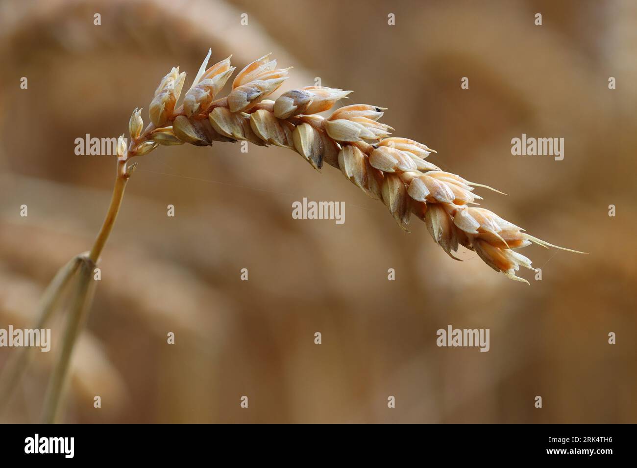 Close up image of Wheat, County Durham, England, UK Stock Photo