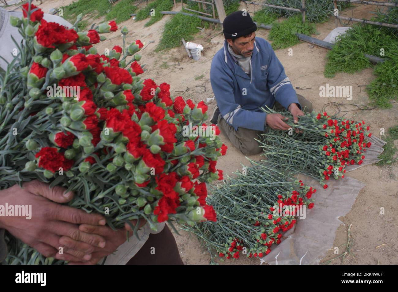 Bildnummer: 53672960  Datum: 16.12.2009  Copyright: imago/Xinhua (091216) -- GAZA, Dec. 16, 2009 (Xinhua) -- A Palestinian farmer gathers flowers at a farm after Israel granted approval for the export of Palestinian flowers from the Gaza Strip to the European market in Rafah, southern Gaza Strip, Dec. 16, 2009. Farmers in the strip enter their third year of export restrictions which were imposed by Israel after the Hamas took control of the strip. (Xinhua/Khaled Omar) (zhs) (2)GAZA-FLOWERS-ISRAEL PUBLICATIONxNOTxINxCHN Blumen Zucht Blumenzucht Nelkenzucht Nelken Export kbdig xub 2009 quer o0 W Stock Photo