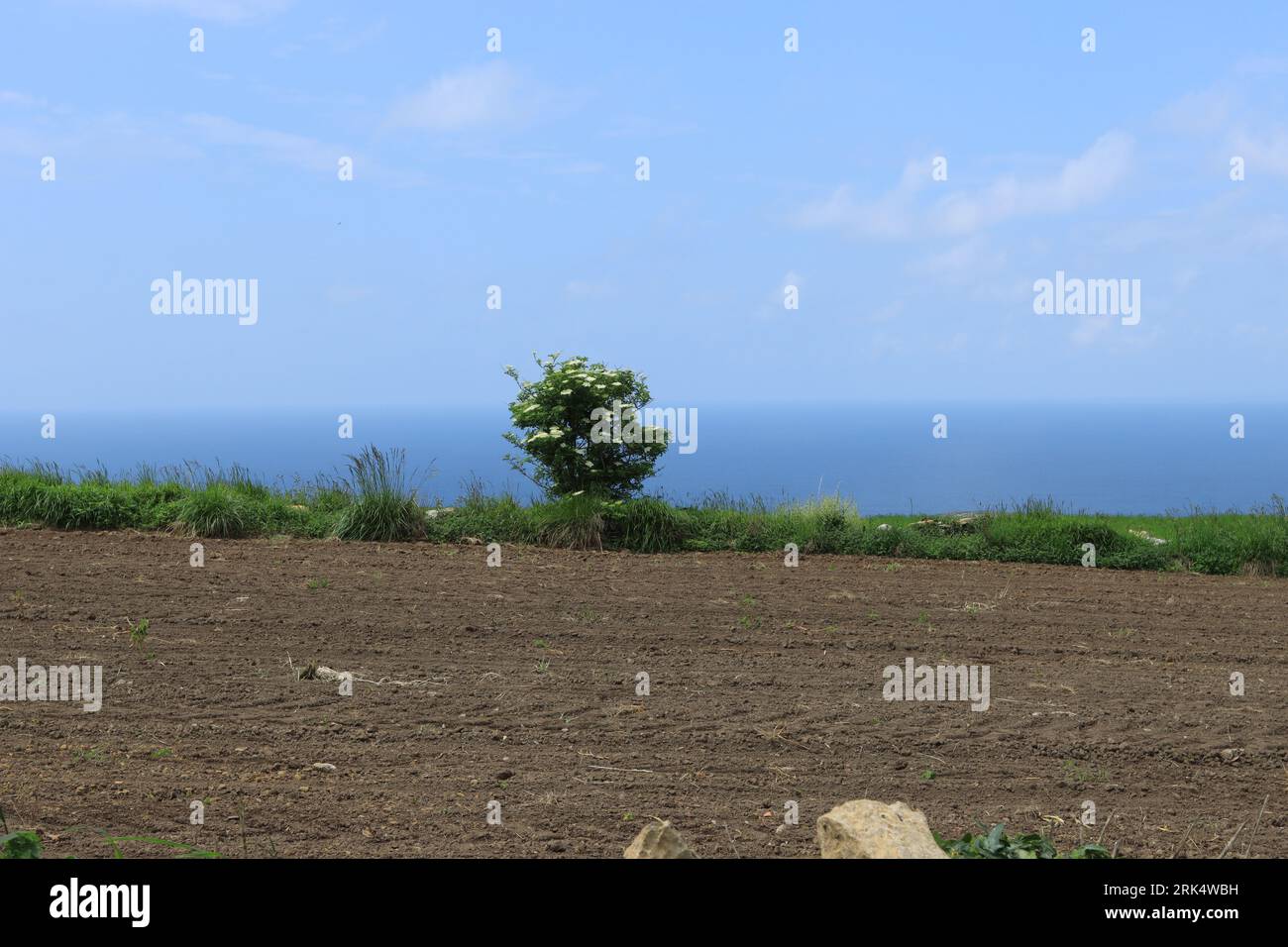 Árbol entre la tierra y el mar Stock Photo