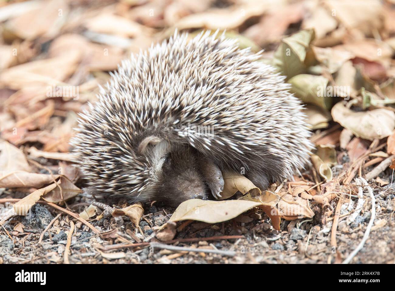 North African hedgehog (Atelerix algirus) sleeping and coiled up on the ground, with leaves producing a brown background, in Fuerteventura, Canary isl Stock Photo