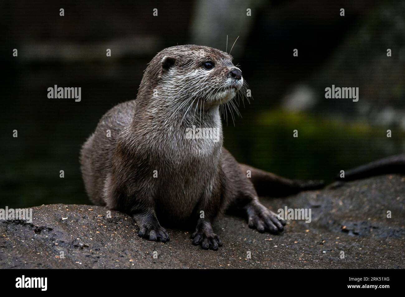London, UK. 24th Aug, 2023. Otters at the London Zoo's Annual Weigh In, London, UK. Credit: See Li/Picture Capital/Alamy Live News Stock Photo