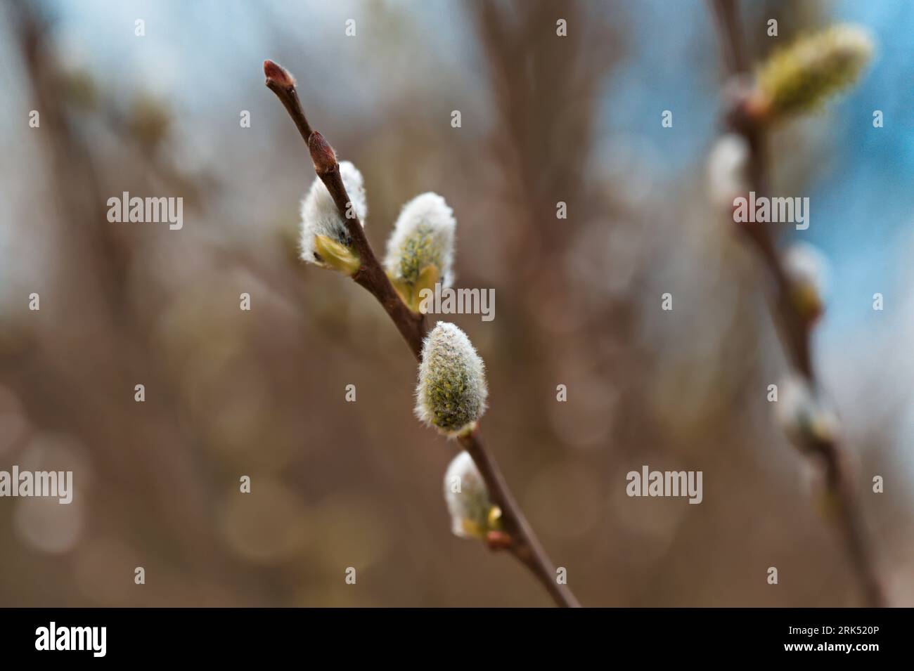 Multiple buds on stem hi-res stock photography and images - Alamy