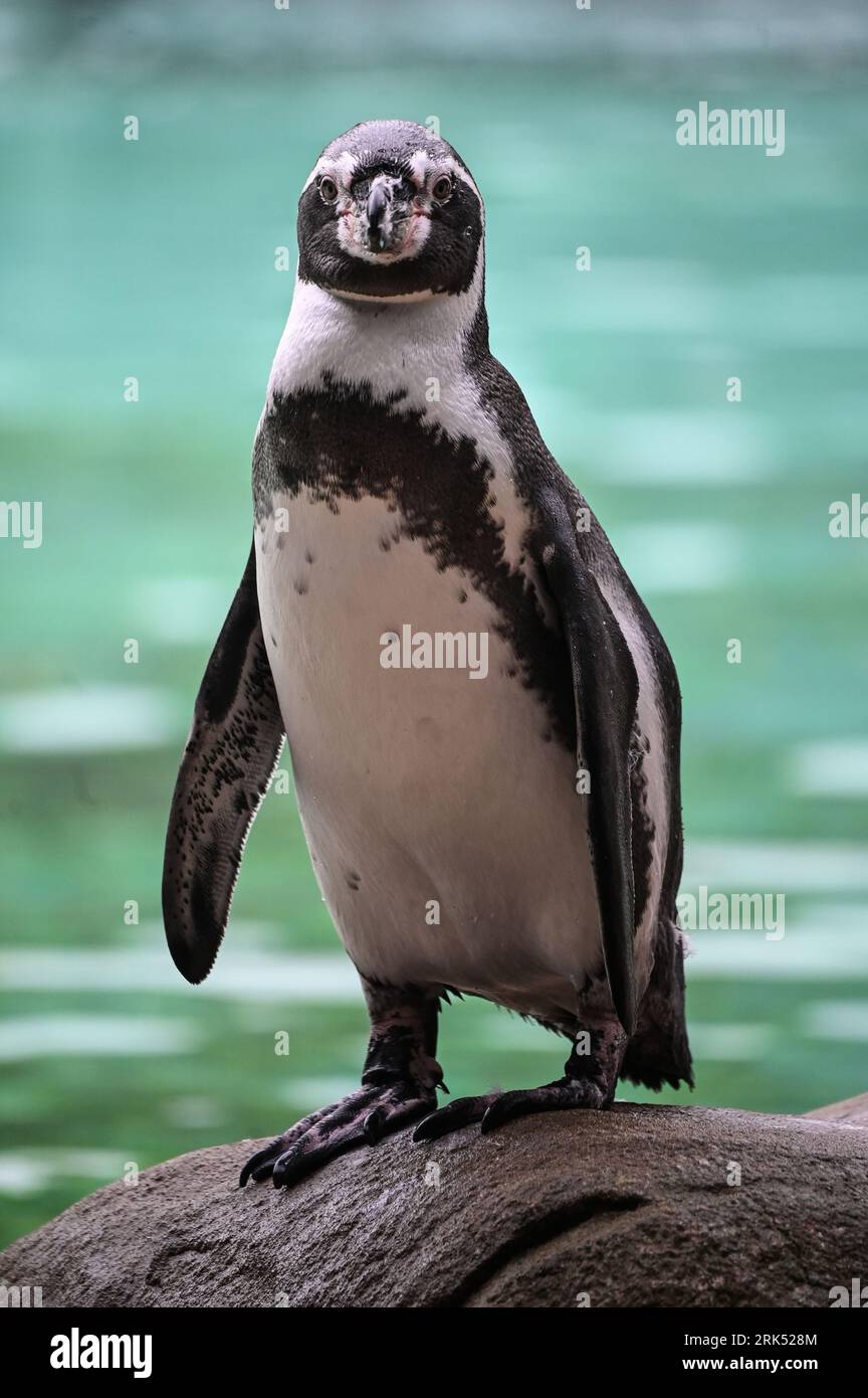 London, UK. 24th Aug, 2023. Penguins at the London Zoo's Annual Weigh In, London, UK. Credit: See Li/Picture Capital/Alamy Live News Stock Photo