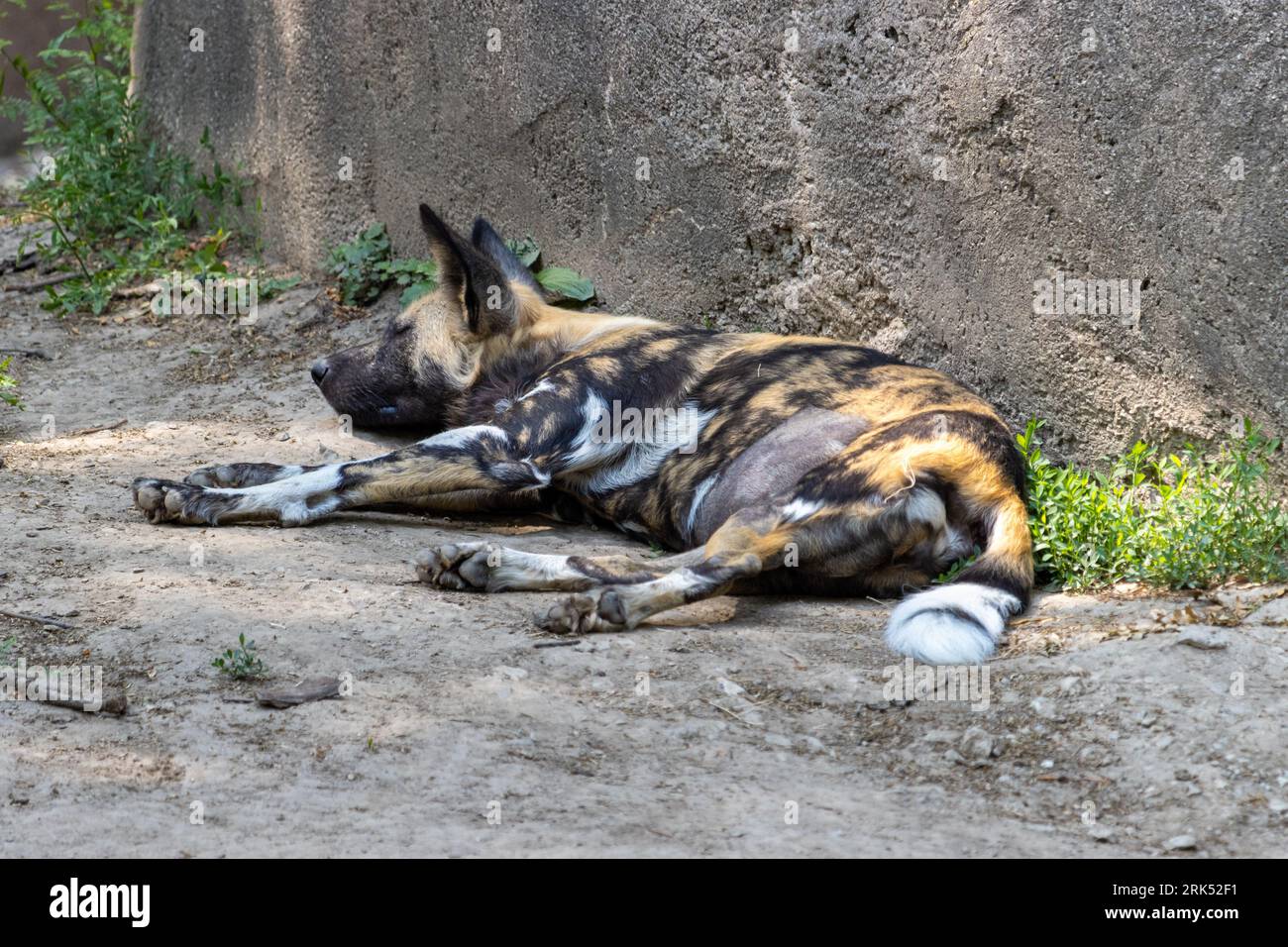 An African wild dog sleeping on a rock surface in a zoo habitat Stock ...