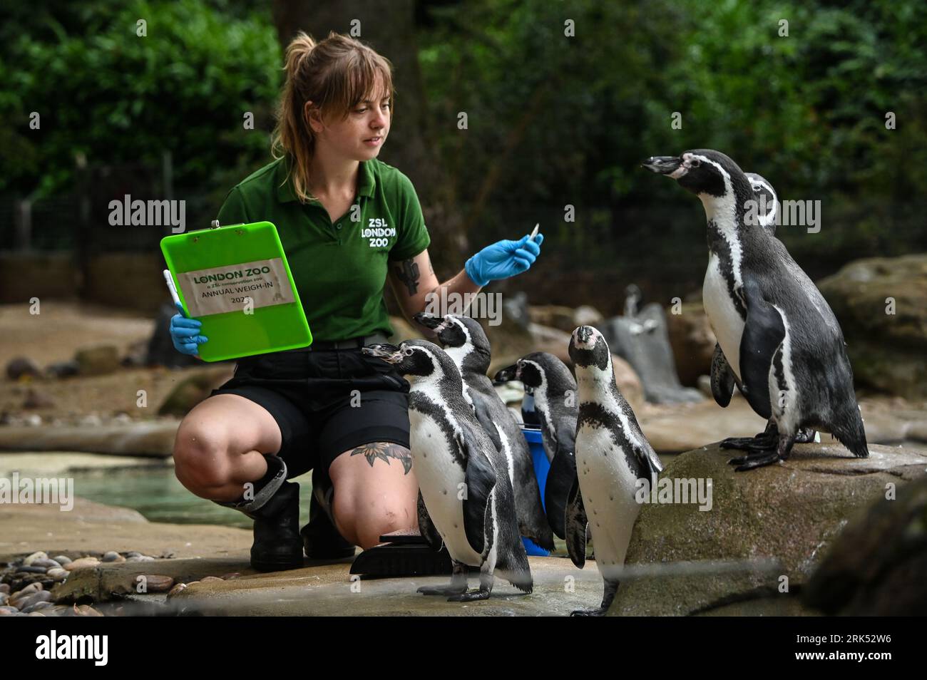 London, UK. 24th Aug, 2023. Penguins at the London Zoo's Annual Weigh In, London, UK. Credit: See Li/Picture Capital/Alamy Live News Stock Photo