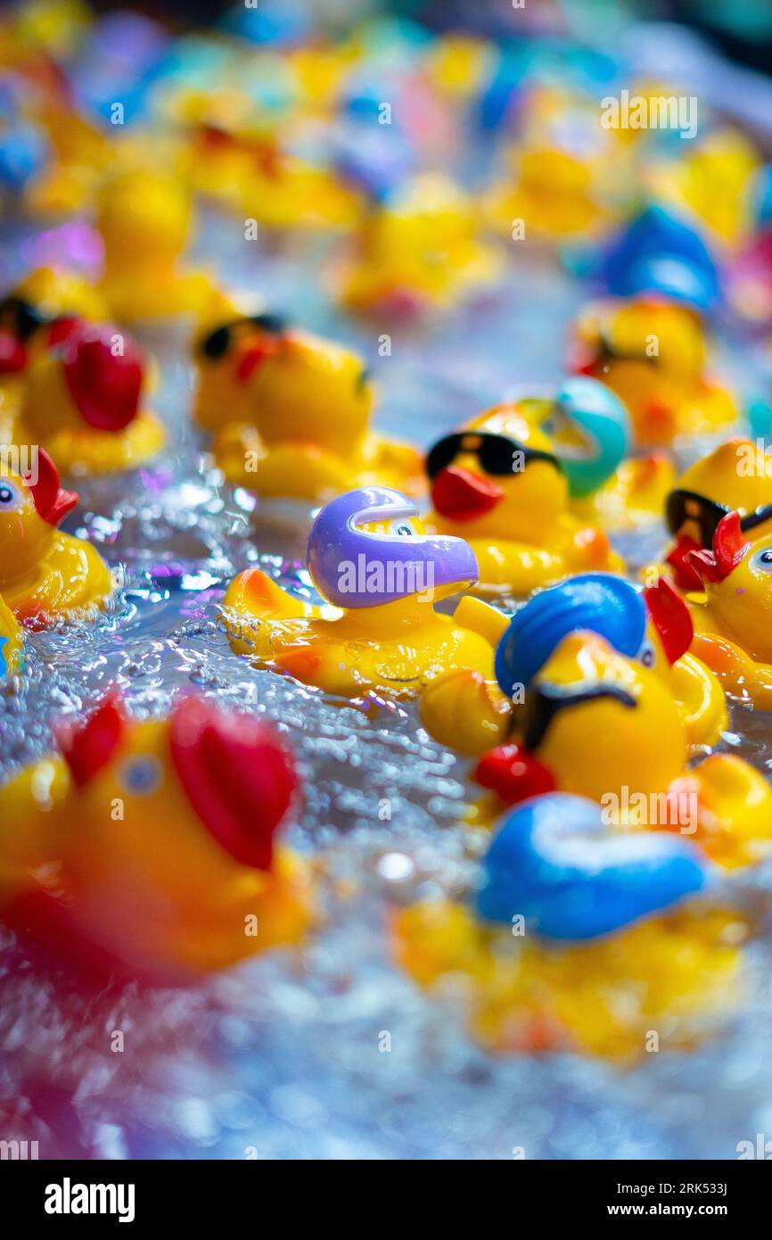 A close-up of colorful rubber ducks in water at a carnival game stand ...