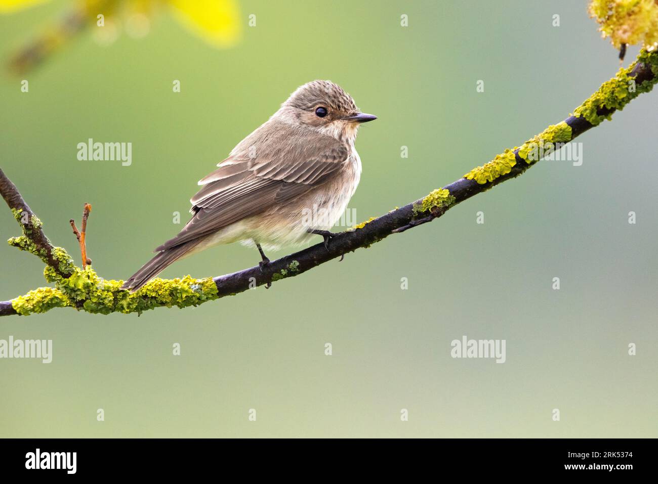 Spotted Flyvcatcher, Muscicapa striata, in Italy. Stock Photo