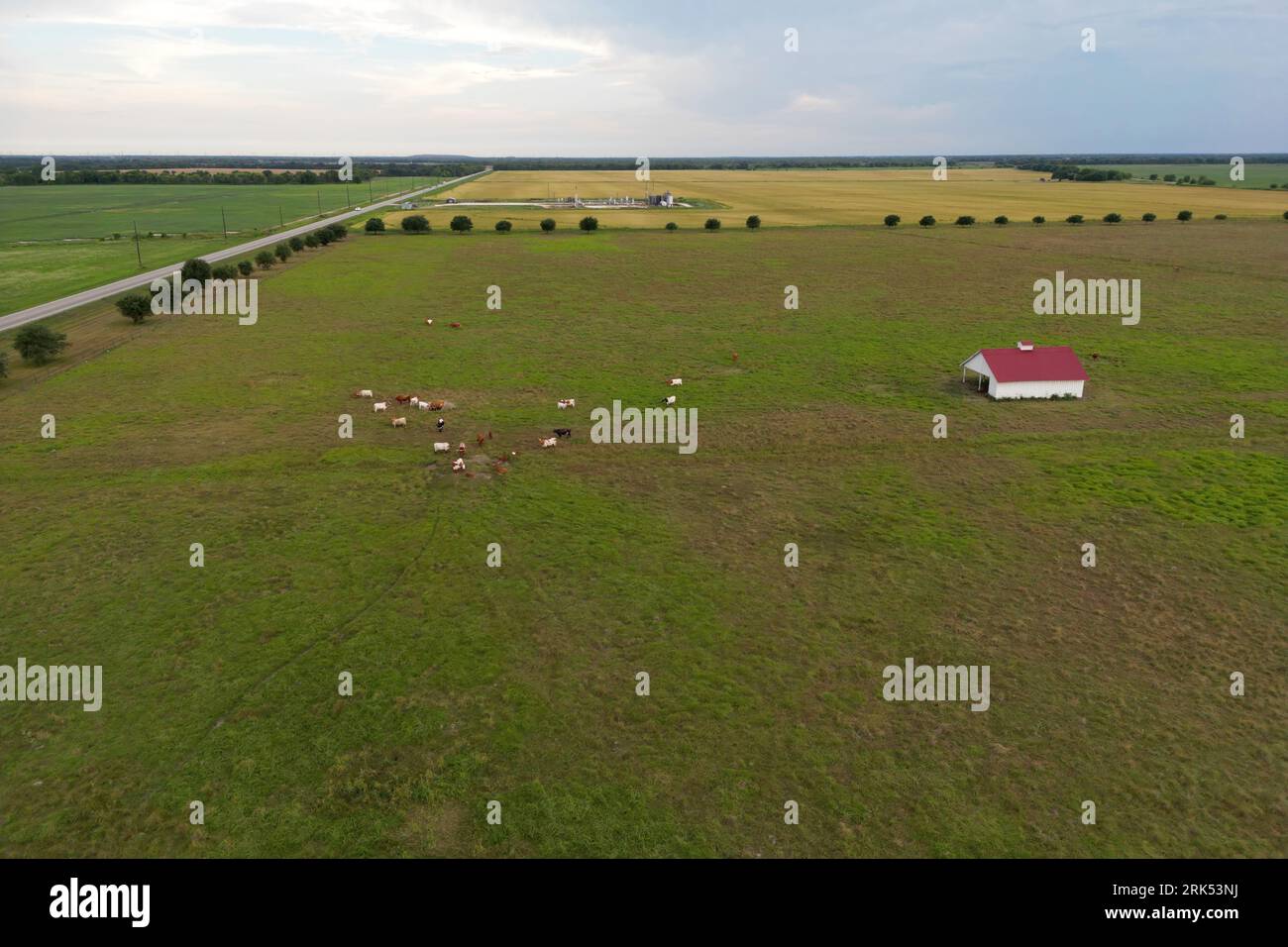 Sprawling cattle hi-res stock photography and images - Alamy