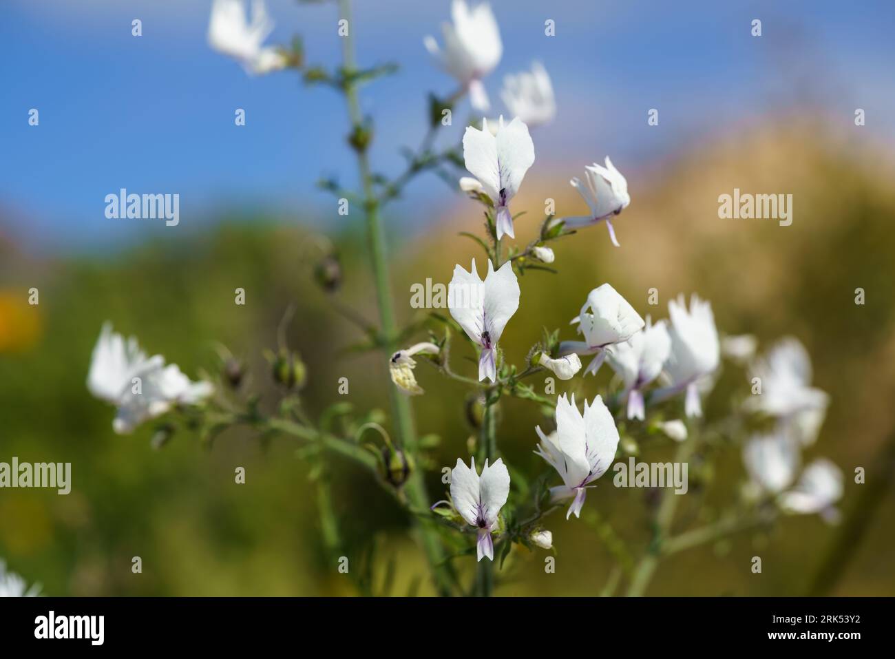 A closeup of Schizanthus Candidus flowers growing in a meadow Stock Photo
