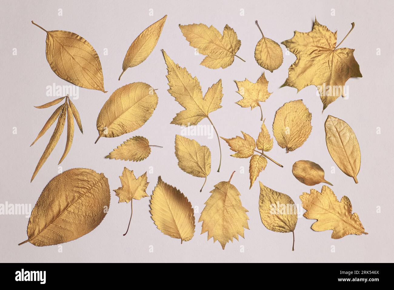 Collection of different golden leaves on a white background. Stock Photo