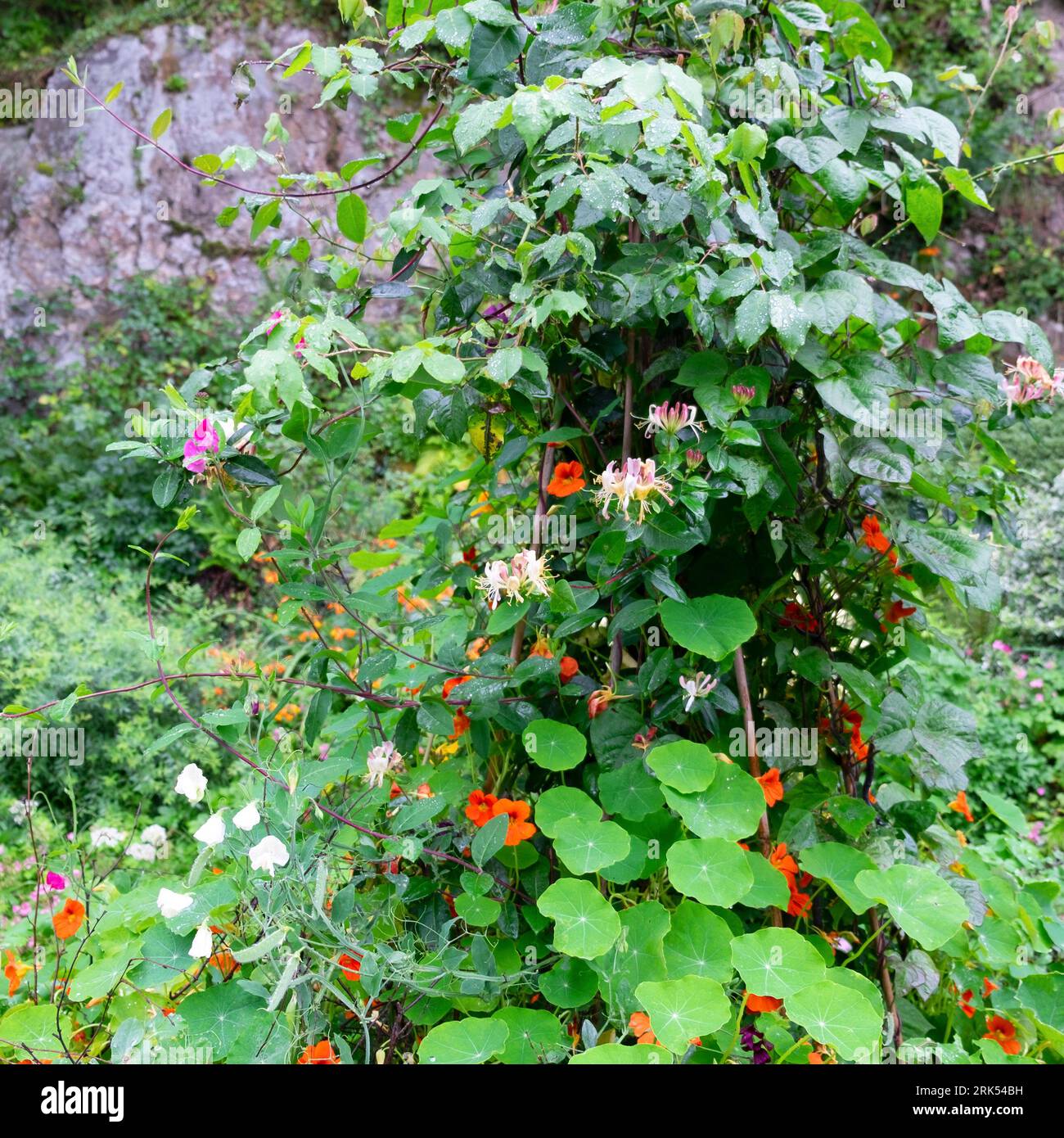 Various plants flowers nasturtiums honeysuckle sweet peas growing up pole in overgrown August garden summer Wales UK Britain 2023 KATHY DEWITT Stock Photo