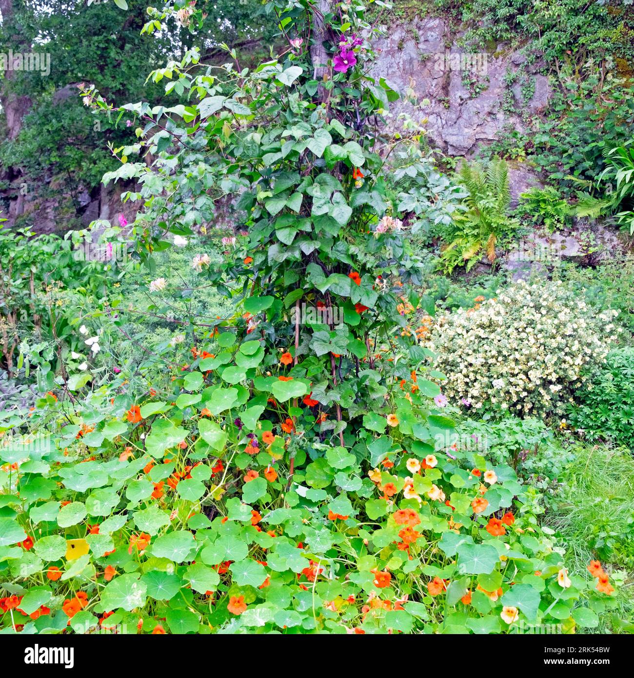 Various plants nasturtiums clematis honeysuckle purple runner beans growing up pole overgrown August garden summer 2023 Wales UK Britain KATHY DEWITT Stock Photo