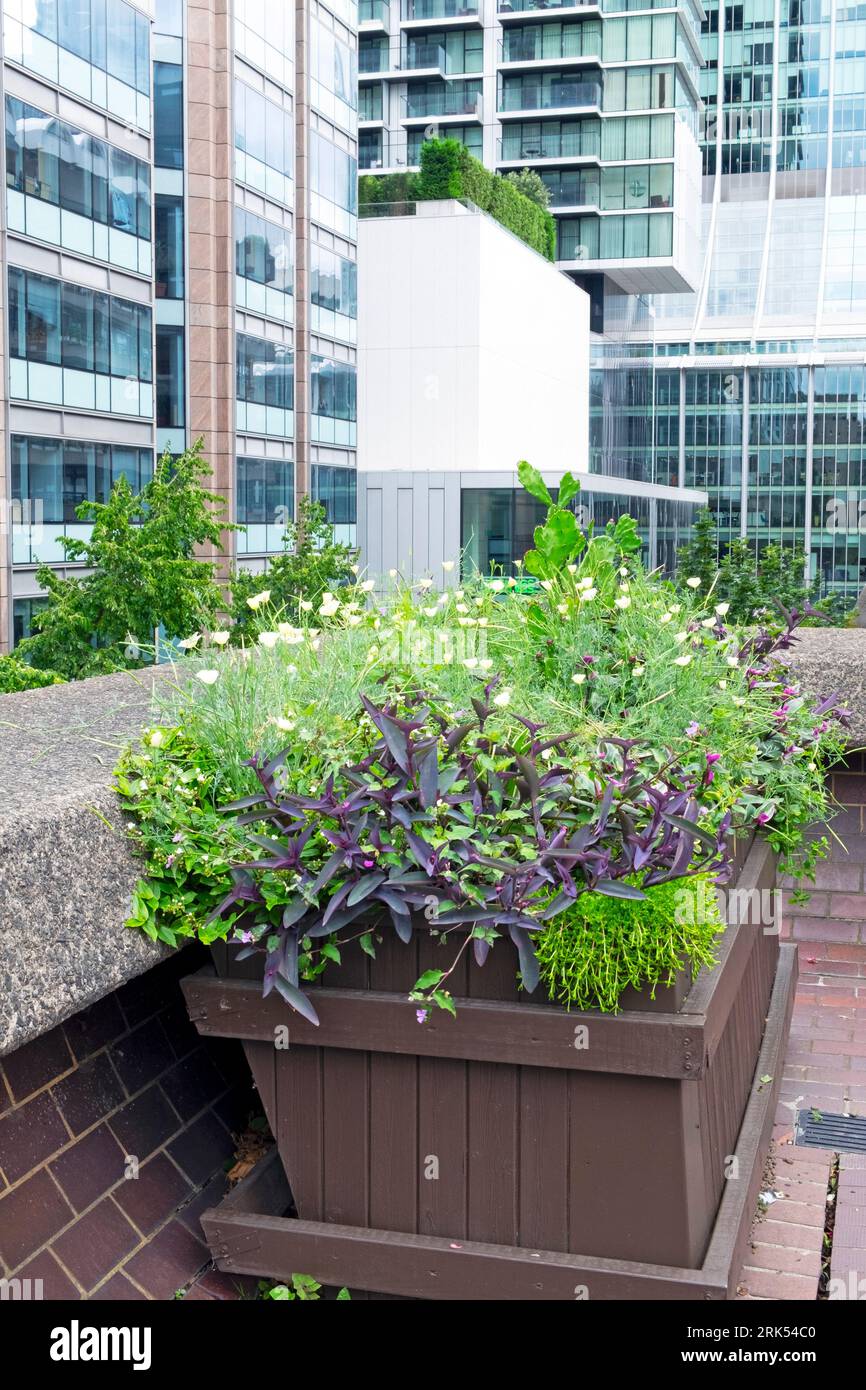 Tradescantia pallida purple heart plant growing outside together with white California poppies in wooden container office buildings City of London UK Stock Photo