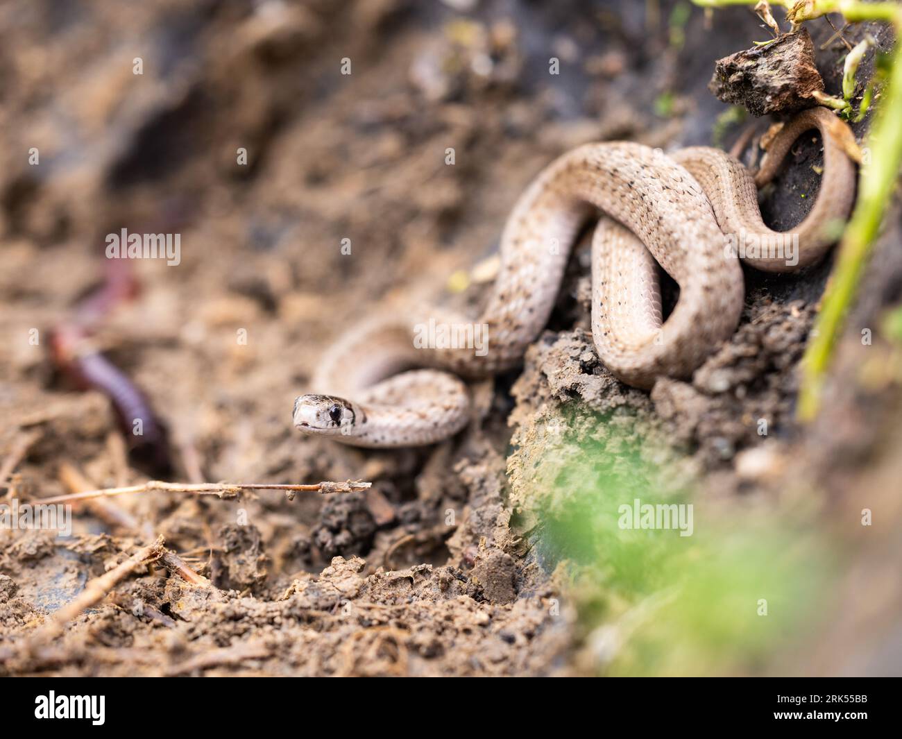A Texas brown snake (Storeria dekayi texana) coiled in the soil beneath a leafy tree Stock Photo