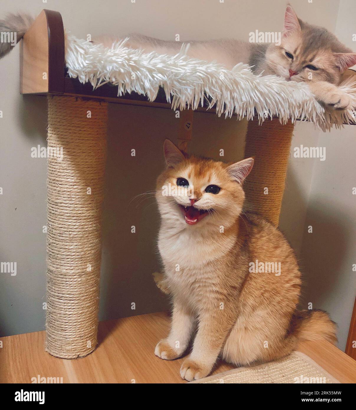 The two British shorthair cats atop a cat tree Stock Photo Alamy