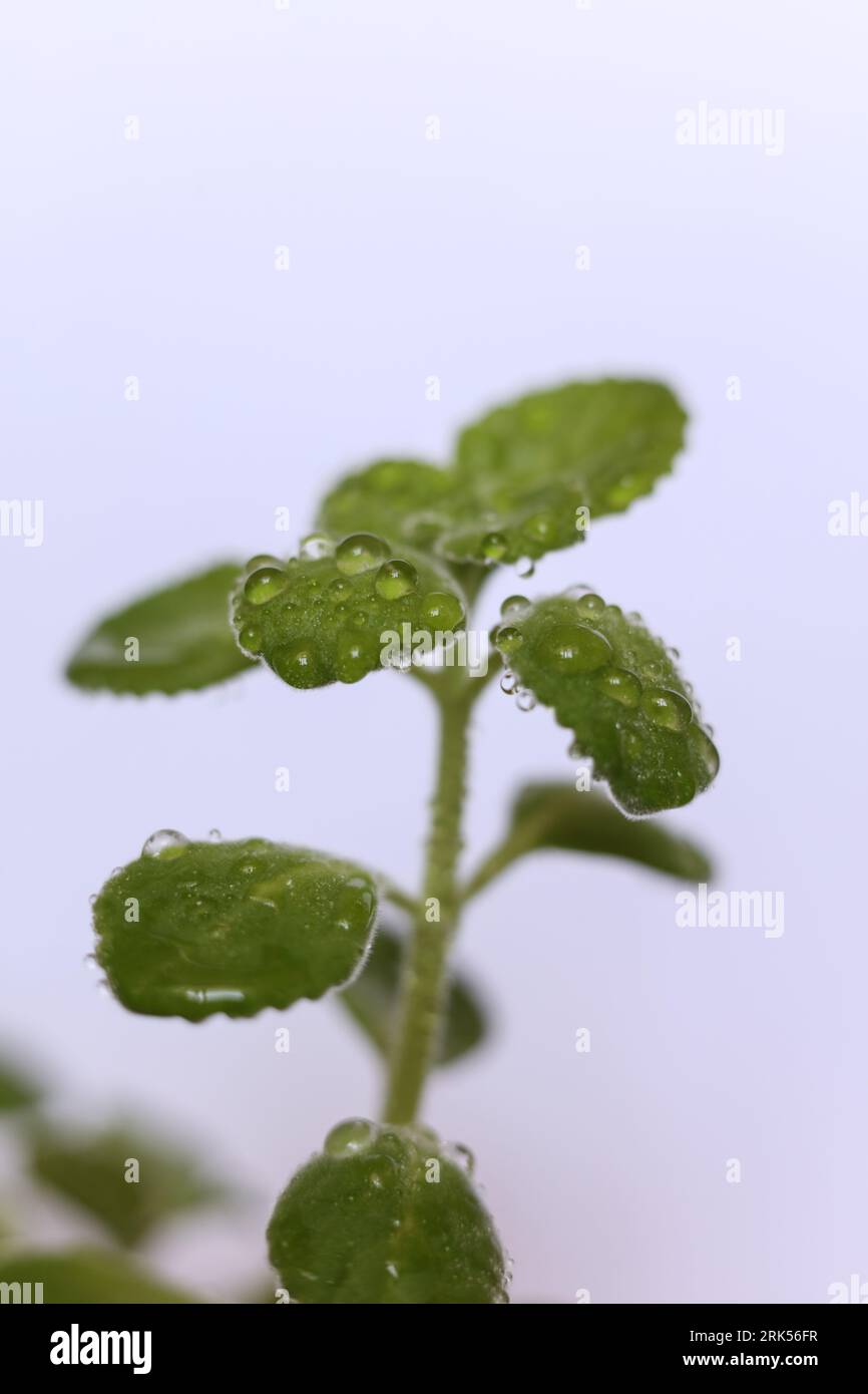Plectranthus amboinicus, mexican mint plants covered in water drops Stock Photo