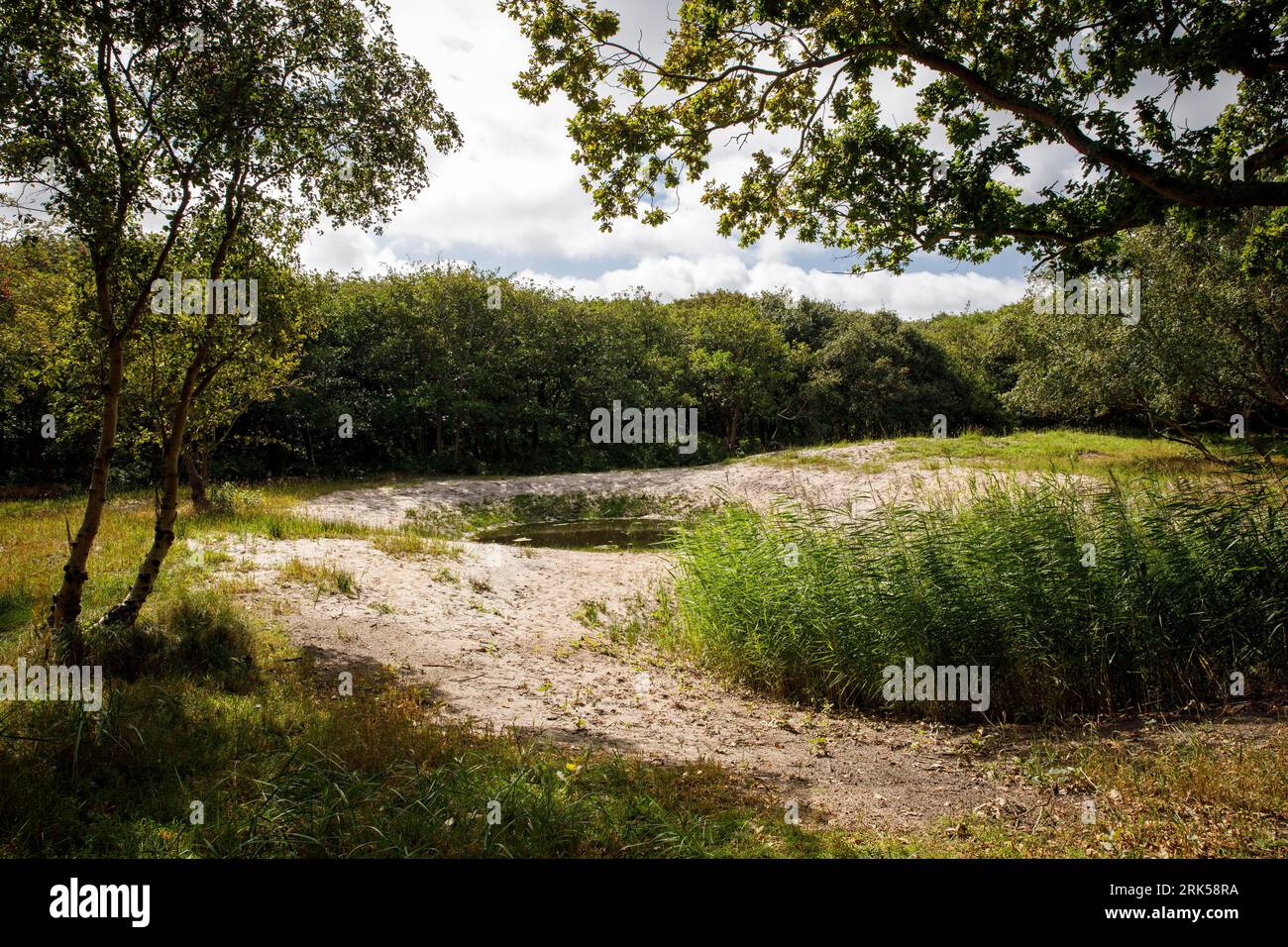 small pond in the nature reserve de Manteling near Domburg on the