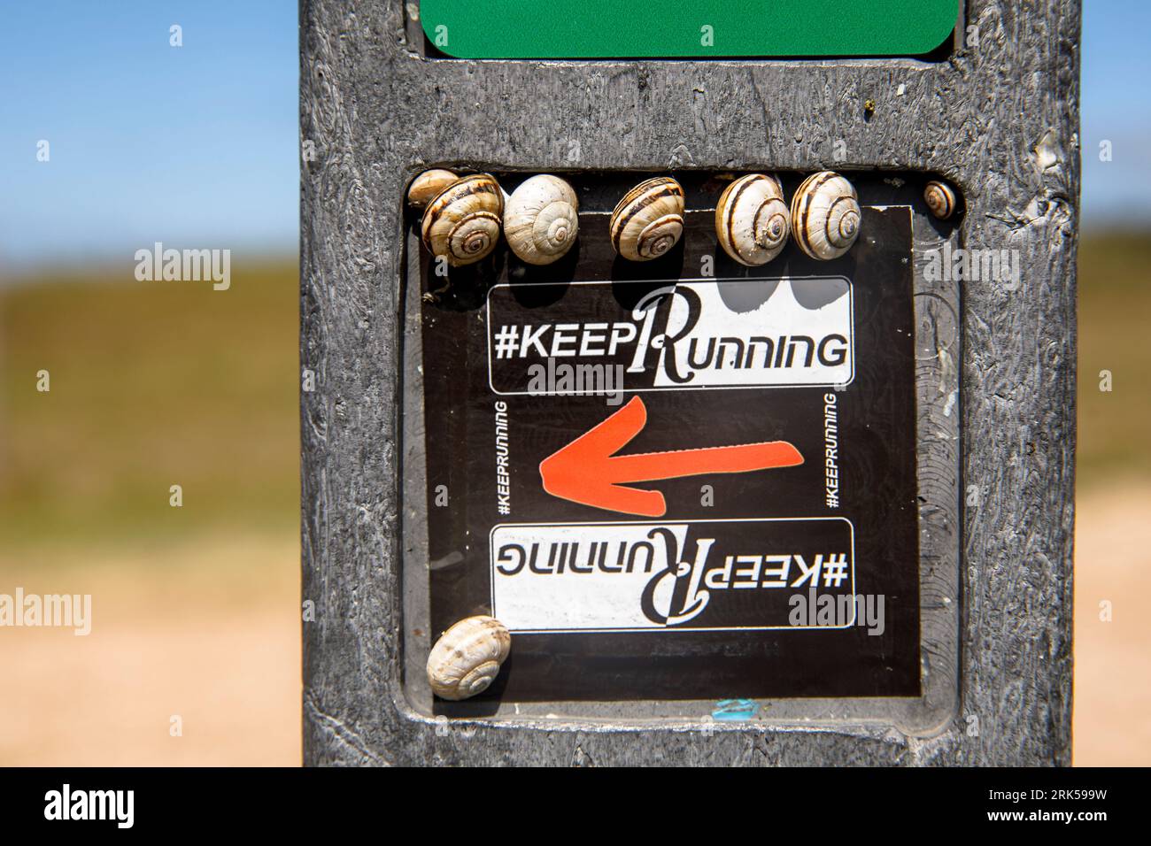 snails sitting on a signpost with a plaque Keep Running on a dune path near Domburg, Walcheren, Zeeland, Netherlands. Schnecken sitzen auf einem Wegwe Stock Photo