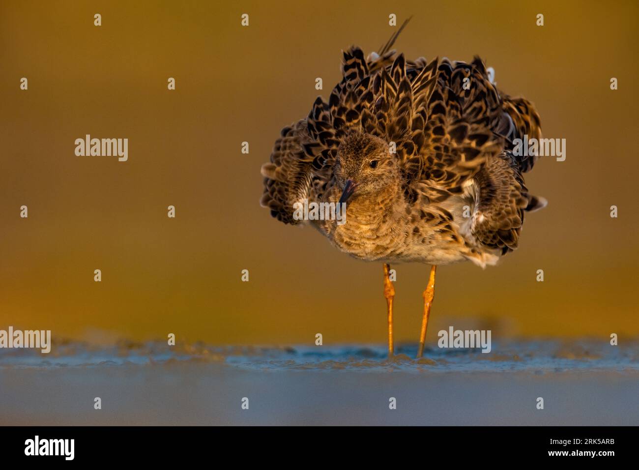 Italian Ruff's Ruff in its environment hi-res stock photography and images - Alamy