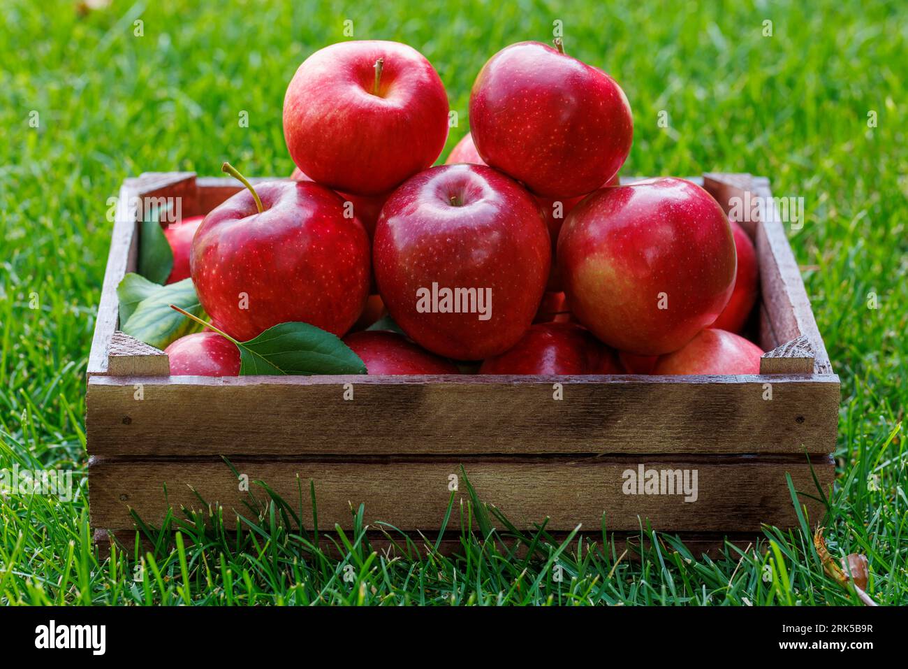 https://c8.alamy.com/comp/2RK5B9R/wooden-box-with-fresh-red-apples-on-the-green-lawn-2RK5B9R.jpg