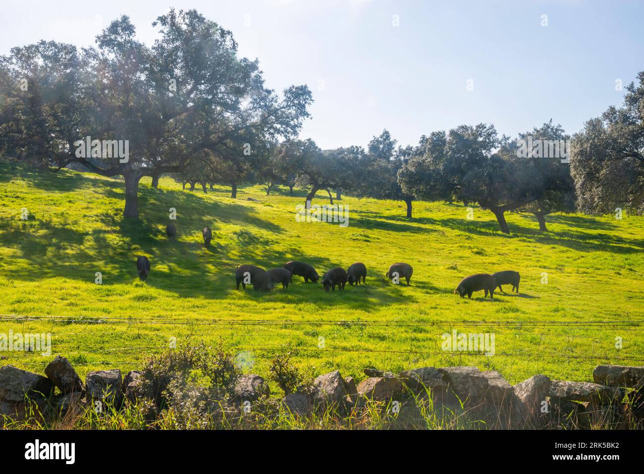 Iberian pigs in a meadow. Los Pedroches valley, Cordoba province, Andalucia, Spain. Stock Photo