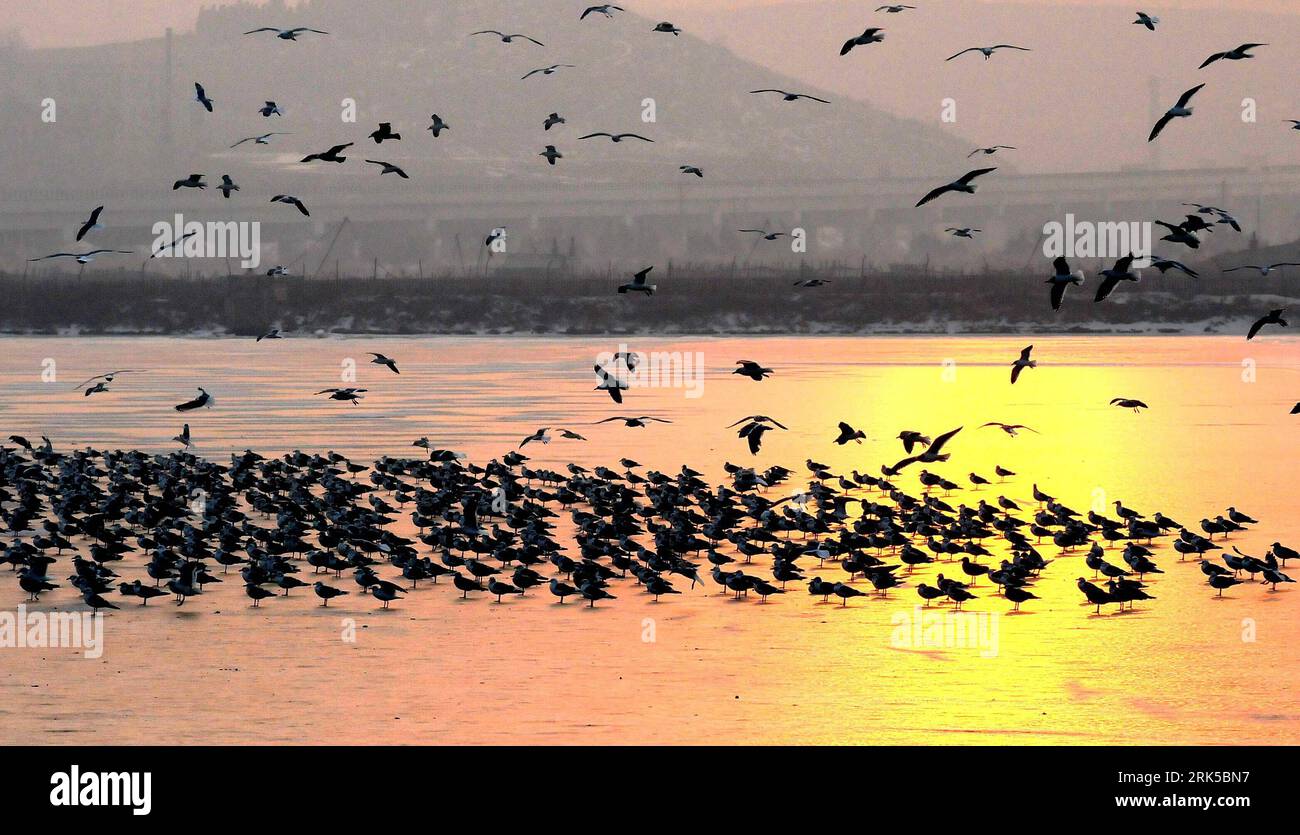Bildnummer: 53733760  Datum: 17.01.2010  Copyright: imago/Xinhua A large bevy of seafowls hover over the plage in the sunset, as local weather turn mildly warmer to 3 degree centigrade after the cold current getting away, in Dalian, northeast China s Liaoning Province, Jan. 17, 2010. (Xinhua/Lv Wenzheng) (px) (1)CHINA-DALIAN-SEAFOWL-PLAGE-WARMER WEATHER-ECOLOGY(CN) PUBLICATIONxNOTxINxCHN Tiere kbdig xcb 2010 quer o0 Natur Seevögel Vögel Möwen o00 Sonnenuntergang    Bildnummer 53733760 Date 17 01 2010 Copyright Imago XINHUA a Large Bevy of seafowls Hover Over The Plage in The Sunset As Local We Stock Photo