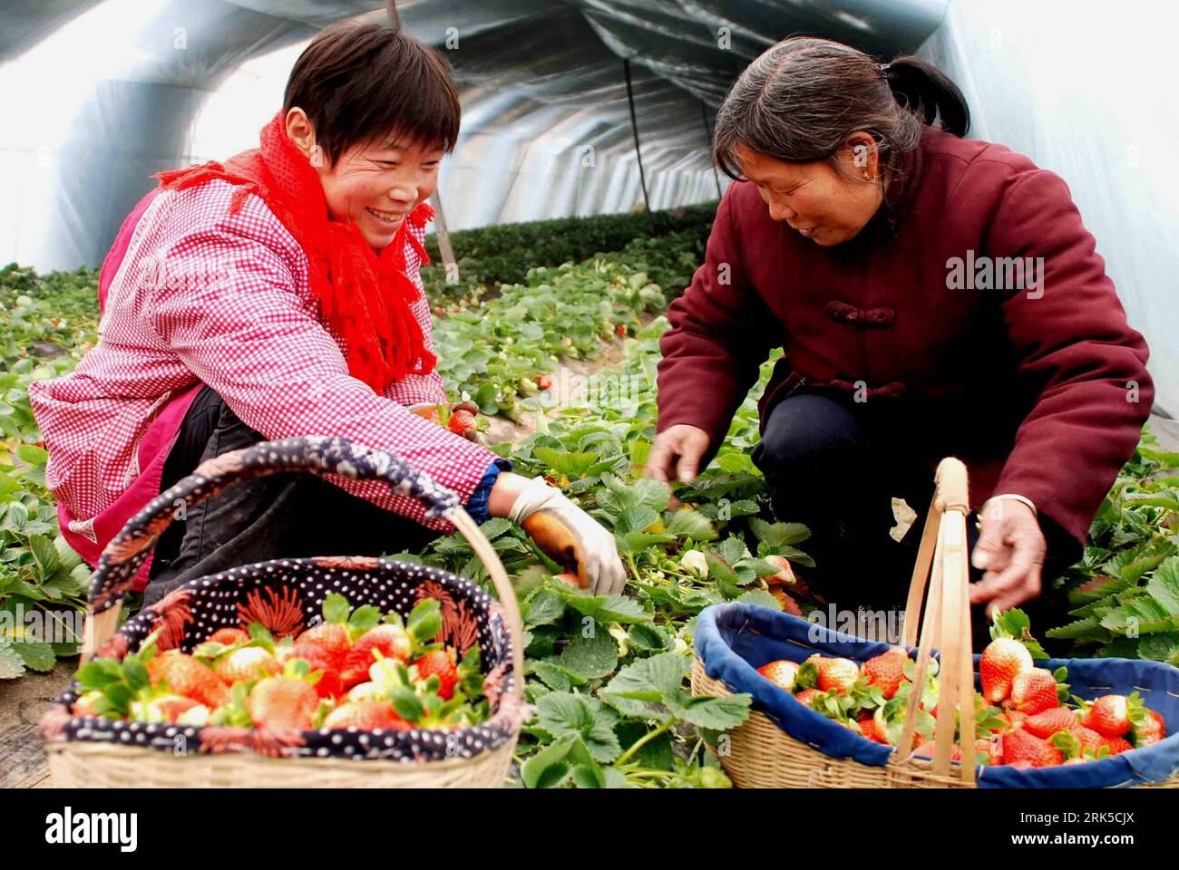 Erdbeeren 01 hi-res stock photography and images - Alamy