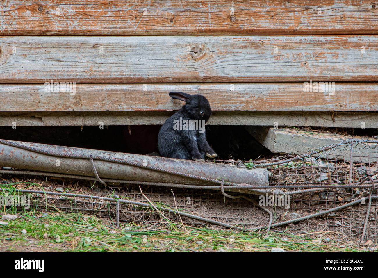 Black nose rabbit hi-res stock photography and images - Alamy