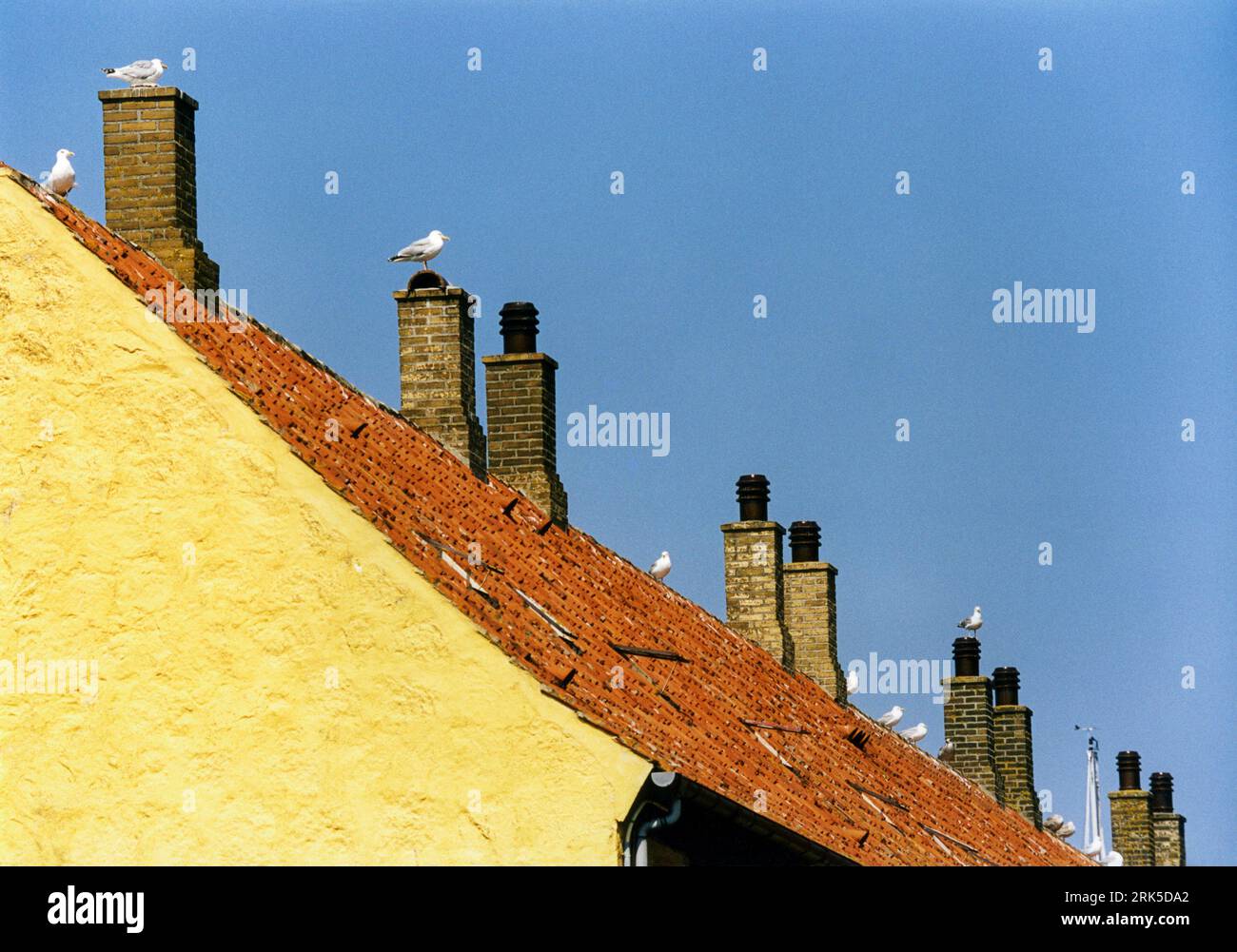 SEAGULL REST on the chimneys at Bornholm buildings Stock Photo