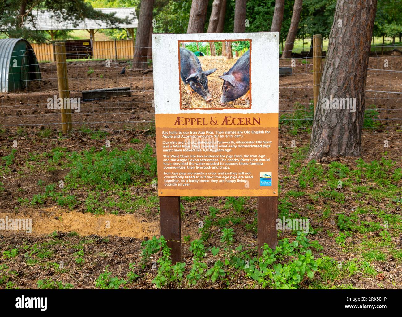 Aeppel and Aecern Iron Age pigs, West Stow, AngloSaxon village