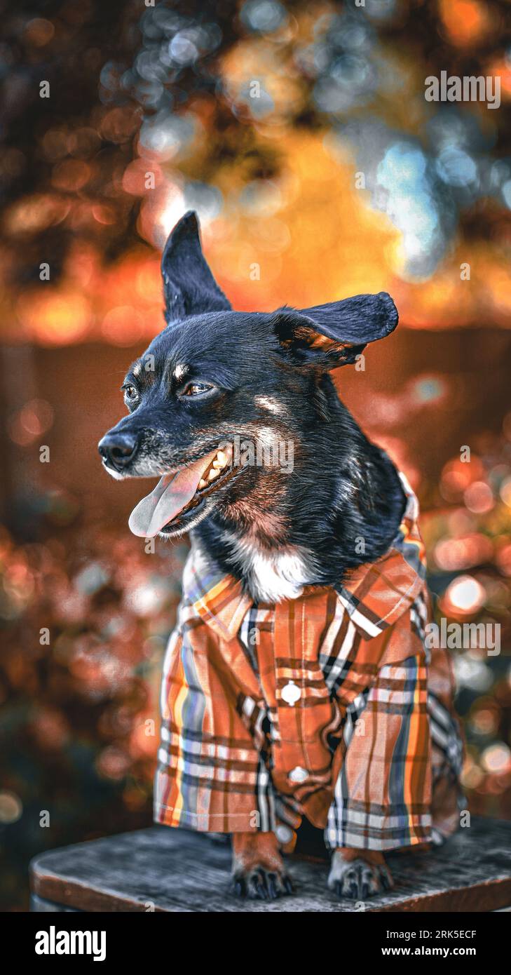 Vintage dog shirt hi res stock photography and images Alamy