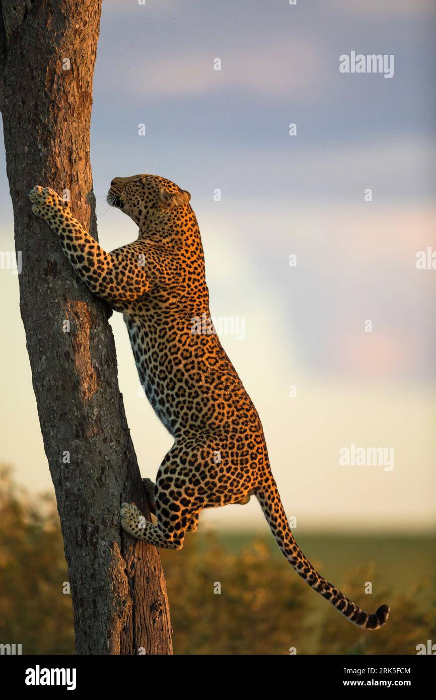 A vertical of a leopard climbing up a tree at golden hour Stock Photo