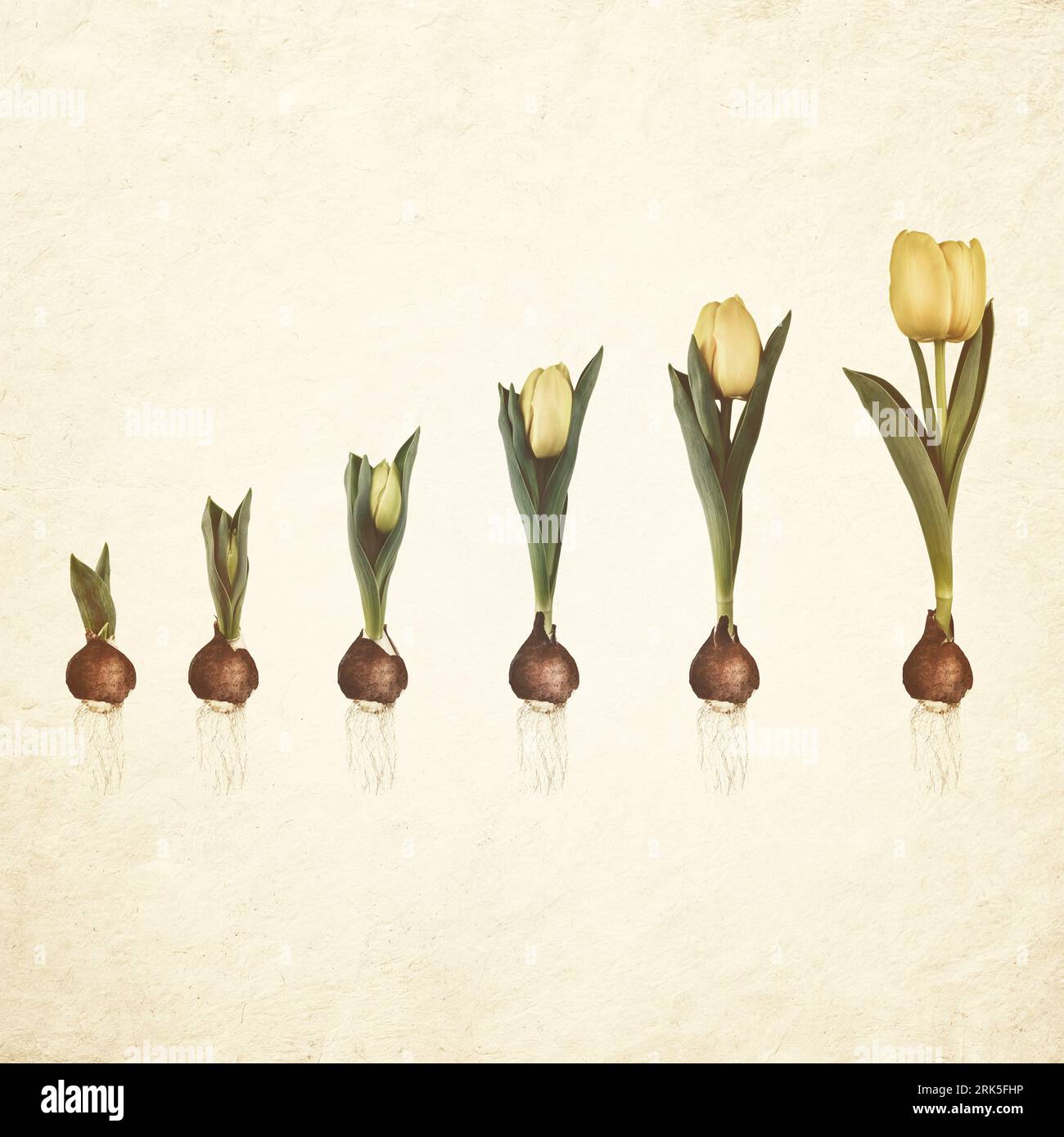 Sepia toned image of growth stages of a yellow tulip from flower bulb to blooming flower Stock Photo