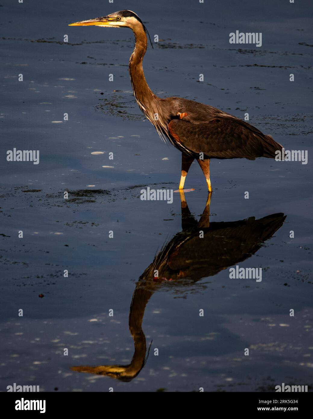 A majestic Great Blue Heron (Ardea herodias)  atop the tranquil waters of a lake Stock Photo