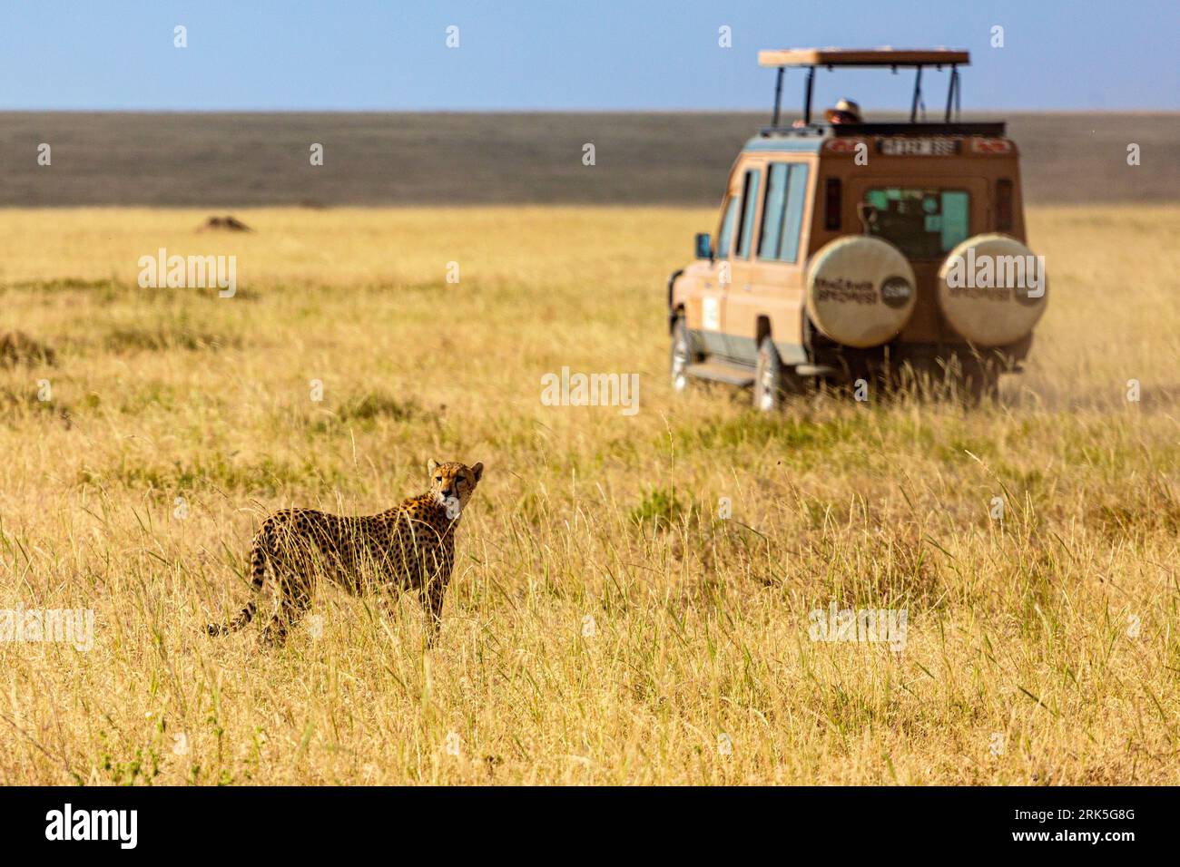 A car in a savanna, with a South African cheetah (Acinonyx jubatus