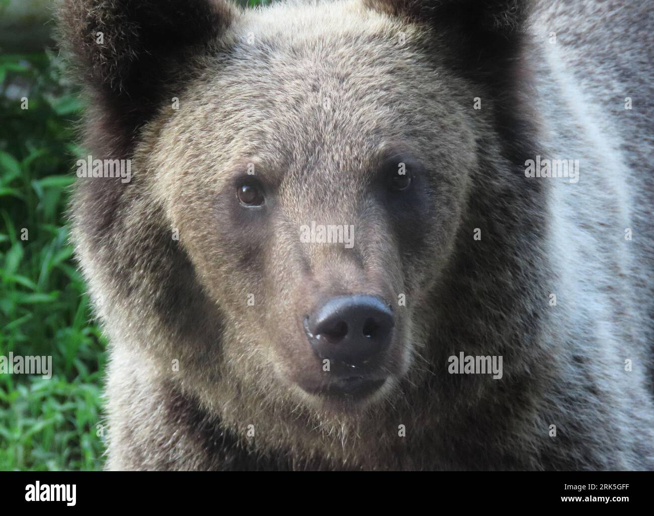 A closeup of a grizzly bear with a fierce expression. Stock Photo