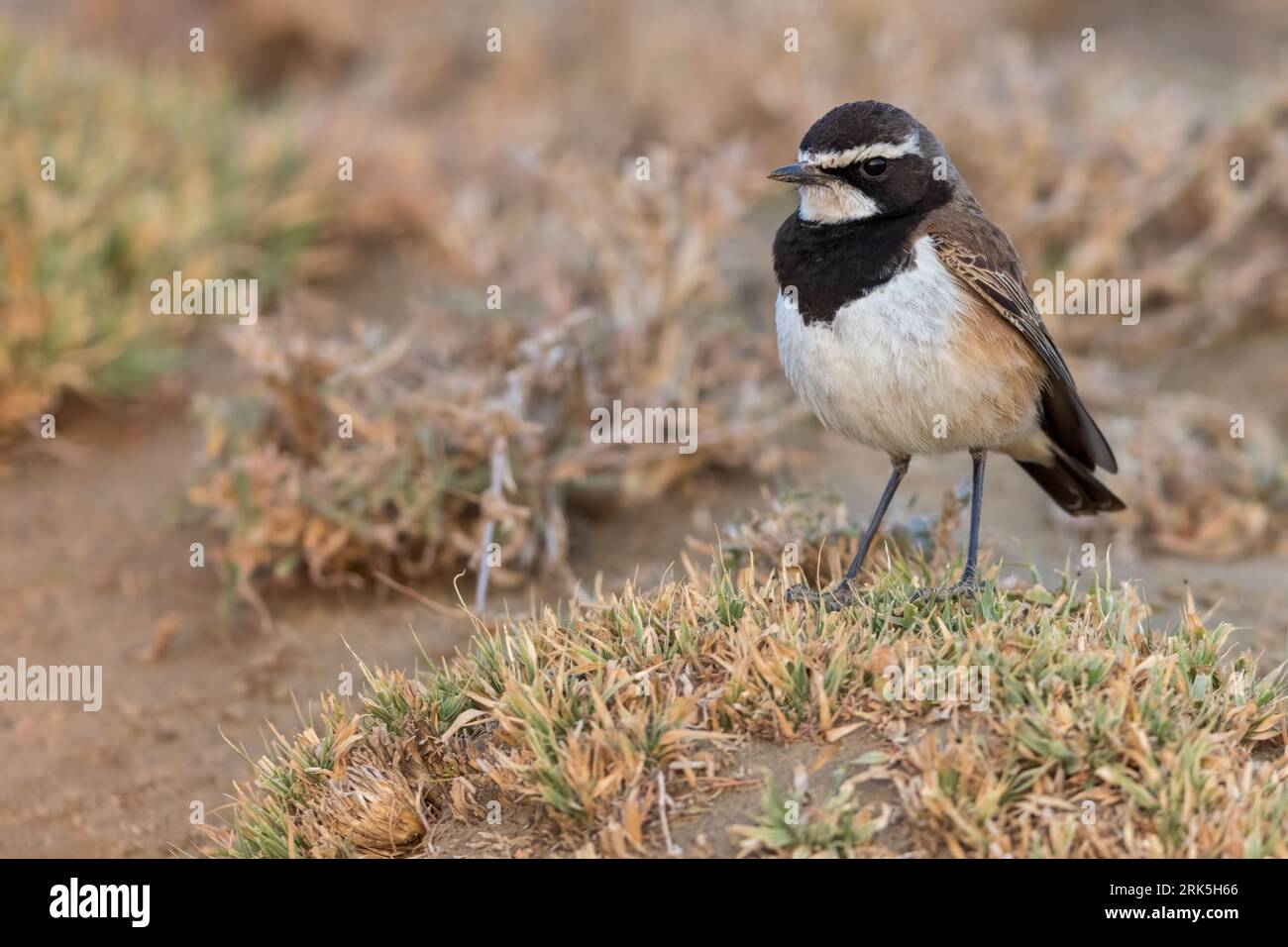 Capped Wheatear (Oenanthe pileata) perched on the ground in Tanzania. Stock Photo