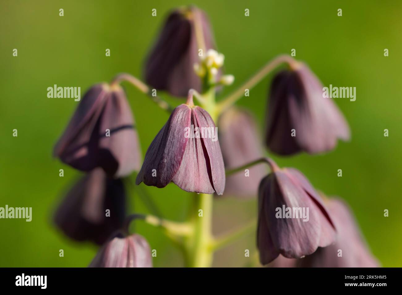 Persian fritillary, Fritillaria persica Stock Photo