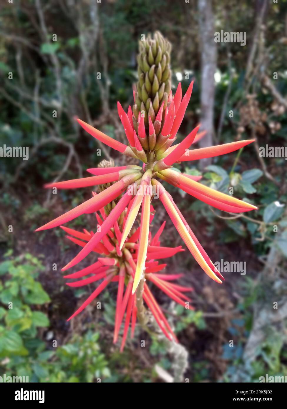 A vibrant orange coral tree (Erythrina americana) flower resting atop a lush bed of green grass Stock Photo