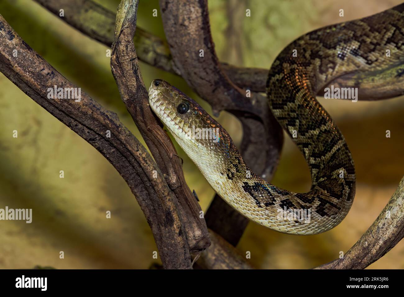 A closeup shot of a snake coiled around a branch of a tree. Stock Photo