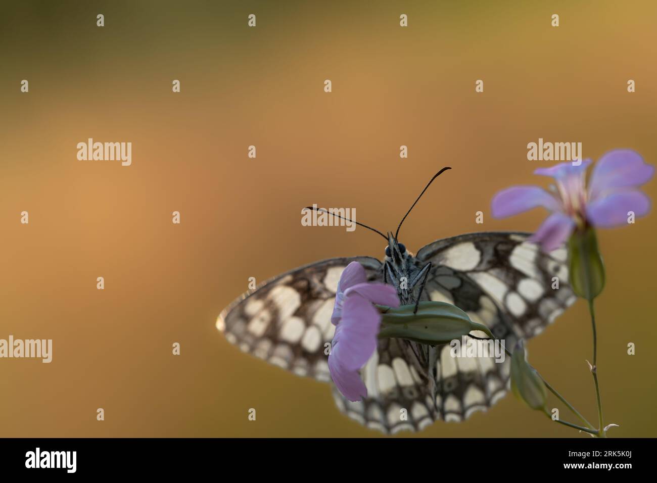 Purple bloom atop hi-res stock photography and images - Alamy