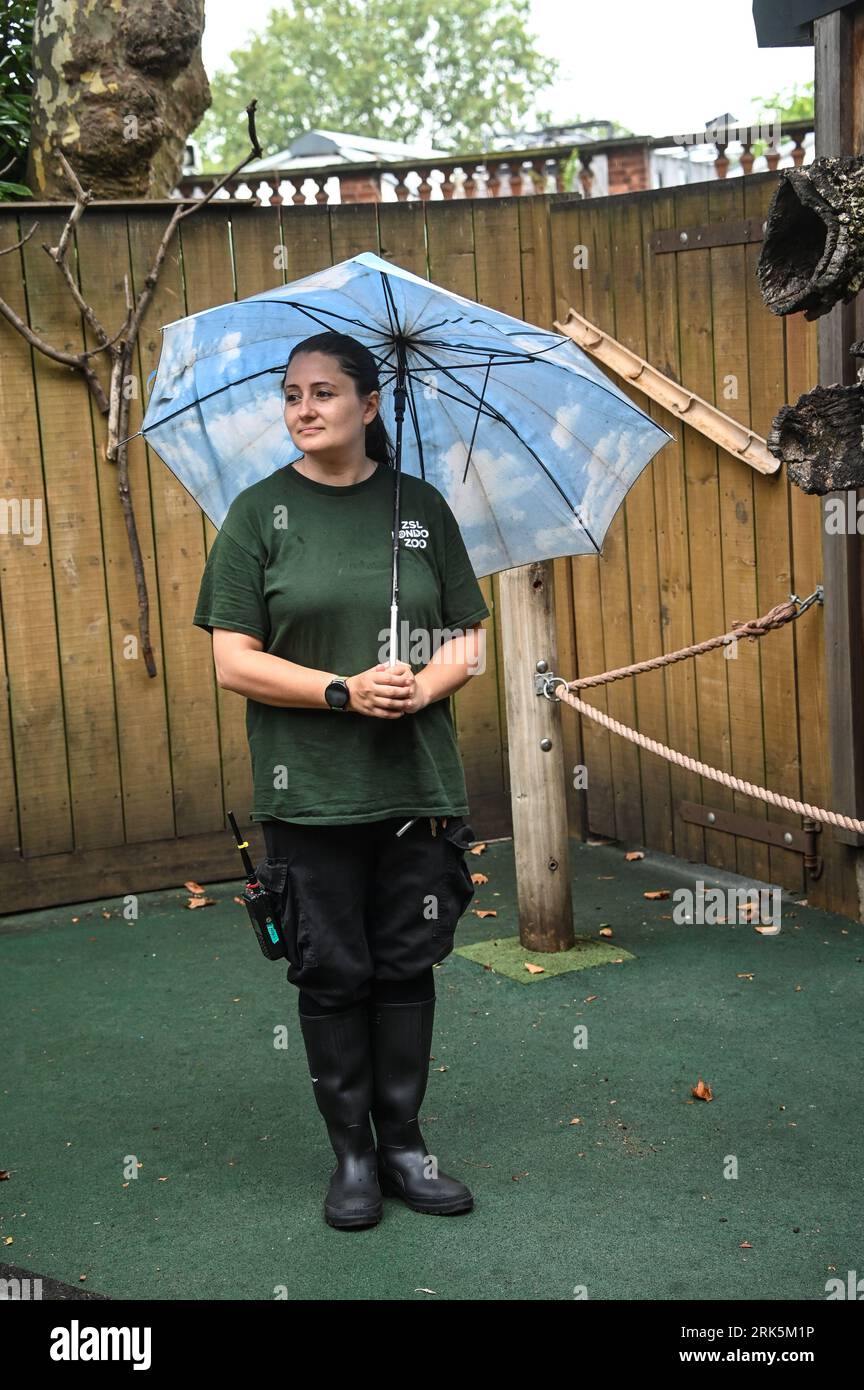 London, UK. 24th Aug, 2023. Zoo keeper holding an umbrella at the