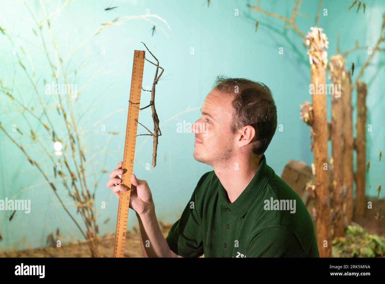 Lou's Insect London, 24 August 2023, Tirachoidea Stick Insect is weighed in at ...
