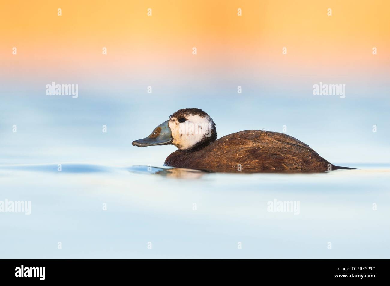Adult male White-headed Duck (Oxyura leucocephala) swimming with beautiful morning light on a blue colored lake in nature reserve in Spain. Side view Stock Photo